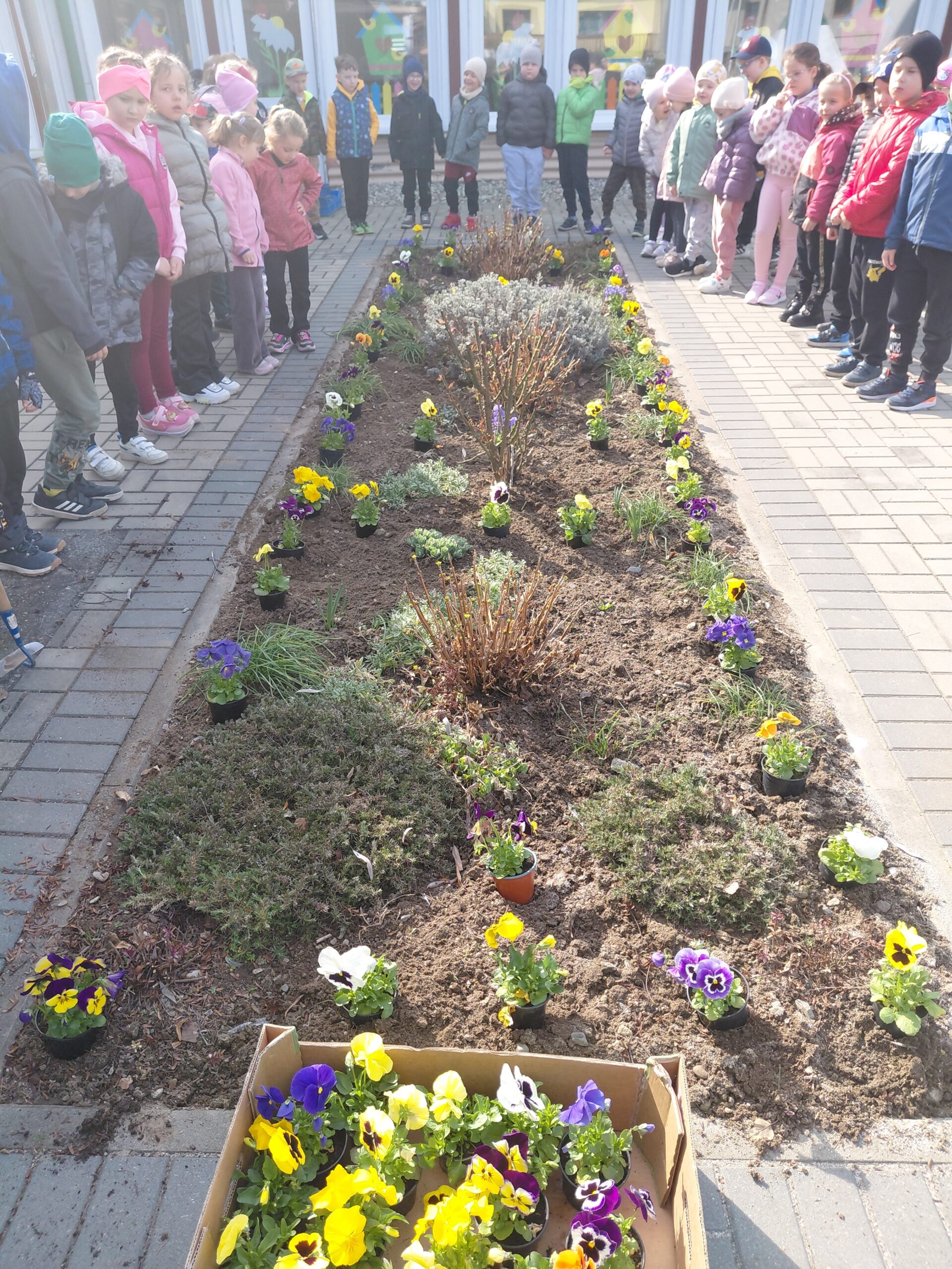 Read more about the article Zabezpieczone: WIOSENNA RABATKA – sadzenie bratków
